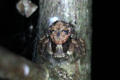 Xysticus audax