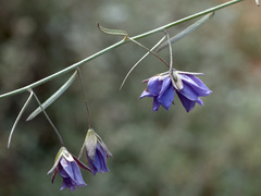 Duperreya commixta
