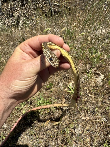 Striped Whipsnake (Masticophis taeniatus), a species recorded in Utah