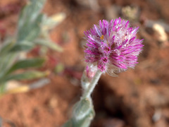 Ptilotus helipteroides