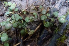 Australina pusilla pusilla