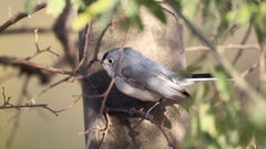 Polioptila caerulea