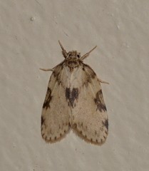 Schistophleps obducta