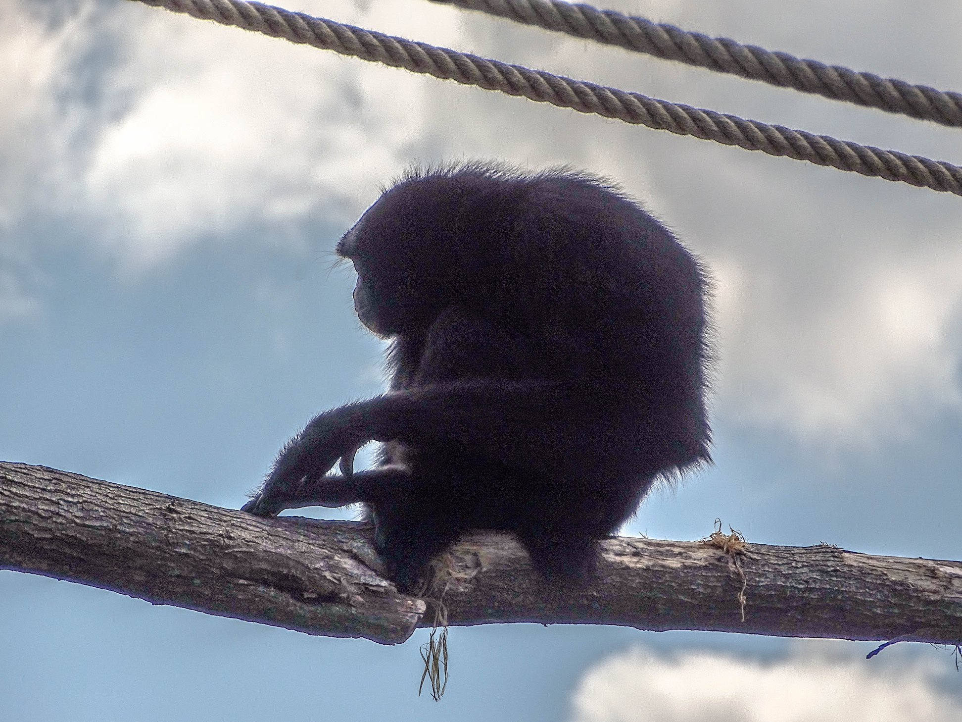 colombian black spider monkey