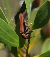 Rhinotia haemoptera