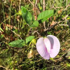 Centrosema arenicola