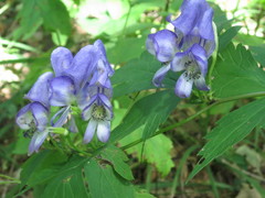 Aconitum axilliflorum