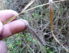 Carex solandri