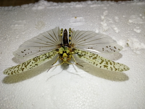 Angaracris barabensis