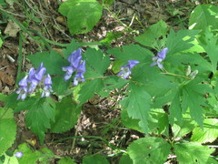 Aconitum axilliflorum