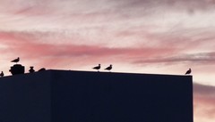 Larus dominicanus dominicanus