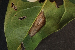 Phyllonorycter lantanella