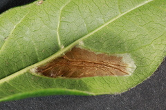Phyllonorycter lantanella