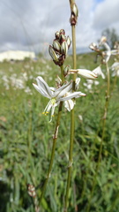 Chlorophytum graminifolium