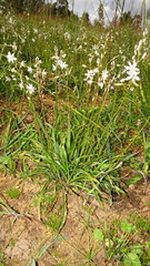 Chlorophytum graminifolium
