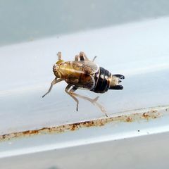 Dicranotropis hamata