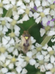 Orthops
