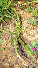 Chlorophytum graminifolium