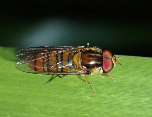 Black-banded Hover Fly photo 5