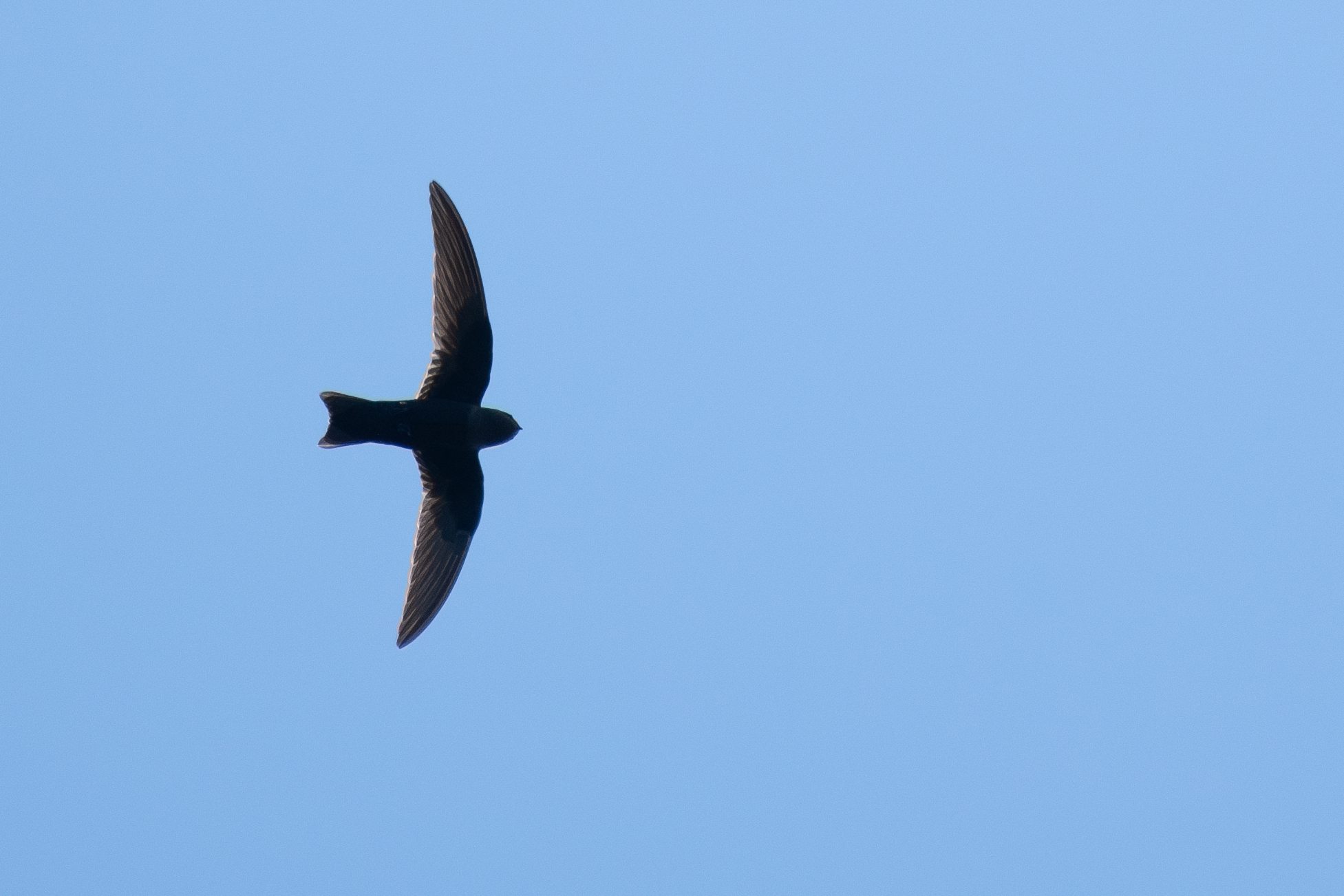 American Black Swift (Cypseloides niger), photo 6