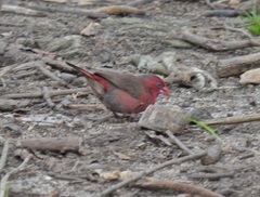 Lagonosticta rufopicta