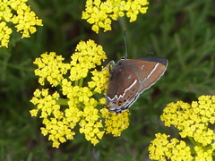 Callophrys spinetorum