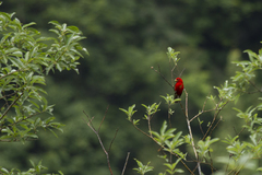 Carpodacus sipahi