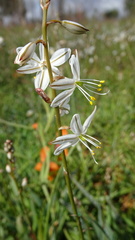 Chlorophytum graminifolium