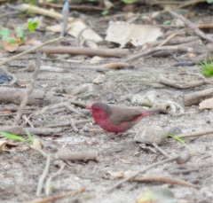 Lagonosticta rufopicta