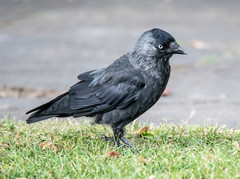 Western Jackdaw photo 3