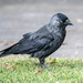 Eurasian Jackdaw - Photo (c) nwinograd, some rights reserved (CC BY-NC), uploaded by nwinograd