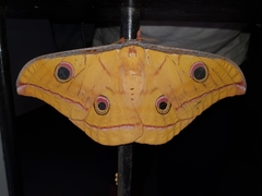 Antheraea cingalesa