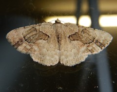 Aeolochroma melaleucae