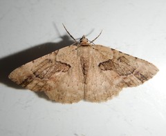 Aeolochroma melaleucae