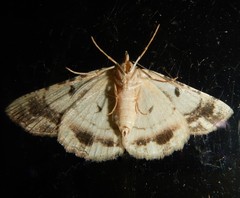 Aeolochroma melaleucae