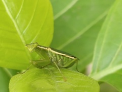 Odontomantis pulchra