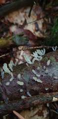 Calocera pallidospathulata