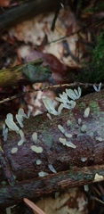 Calocera pallidospathulata