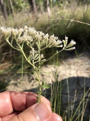 Eupatorium linearifolium