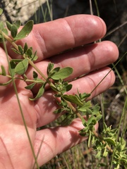 Eupatorium linearifolium