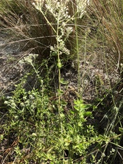 Eupatorium linearifolium