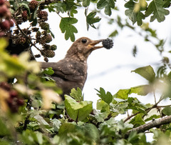 Turdus merula
