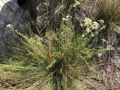 Eupatorium linearifolium