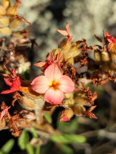 Kalanchoe lateritia observed 2025-05-26