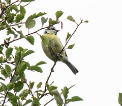 Cyanistes caeruleus