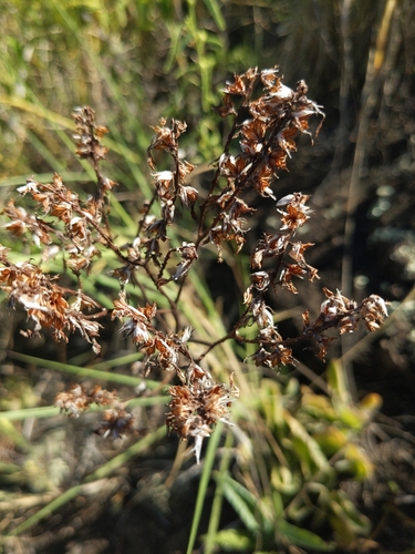 Kalanchoe lateritia observed 2025-05-26