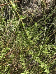Eupatorium linearifolium