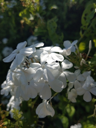Plumbago auriculata observed 2025-05-26