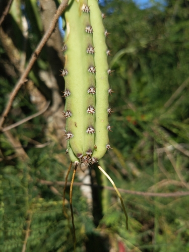Selenicereus pteranthus observed 2025-05-26