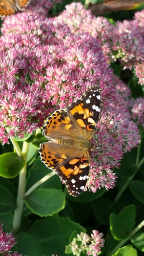 Painted lady
